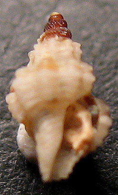 Pleurotomella demosia